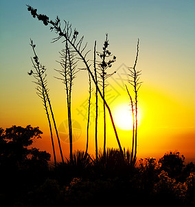 墨西哥草原的日落场景图片