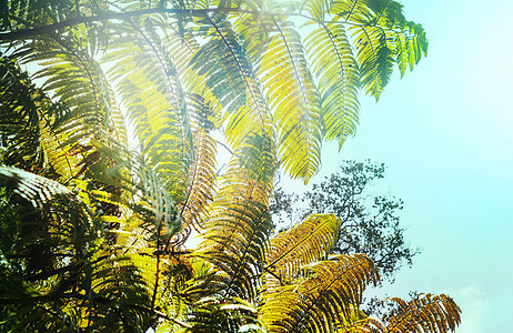 热带雨林中的巨大蕨叶夏威夷,美国图片