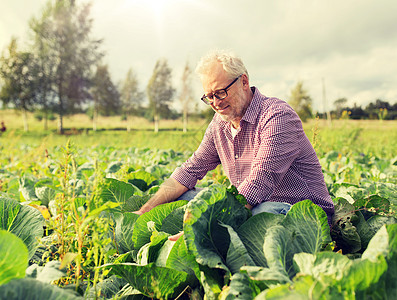 农业,园艺,收获人们的快乐的老人农场种植白色卷心菜农场种白色卷心菜的老人图片