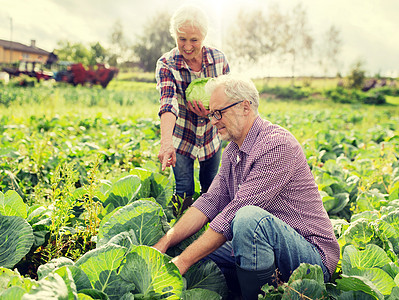 农业,园艺,收获人们的老年夫妇农场花园采摘卷心菜老年夫妇农场采摘卷心菜图片
