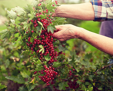 农业,园艺人的高级妇女收获红色醋栗夏季花园夏天花园里有红色醋栗的高级女人图片