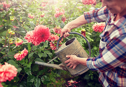 农业,园艺人的快乐的高级妇女与浇水罐大丽花盛开夏季花园老年妇女夏季花园浇花图片