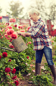 农业,园艺人的快乐的高级妇女与浇水罐大丽花盛开夏季花园老年妇女夏季花园浇花图片