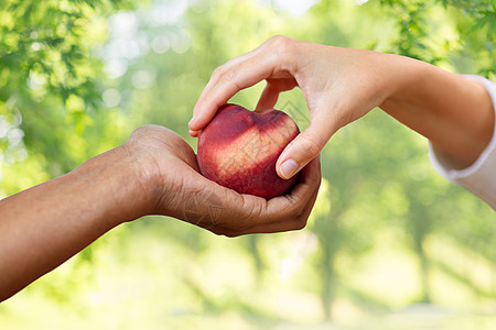 食物,水果健康的饮食多种族夫妇的手与桃子绿色的自然背景多种族夫妇用桃子比绿色图片