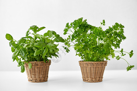 健康的饮食,园艺有机绿色罗勒欧芹草药柳条篮子桌子上桌子上柳条篮子里的罗勒欧芹草药图片