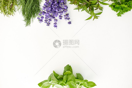 园艺,民族科学有机成群的绿色,香料或草药白色背景白色的绿色香料或草药图片