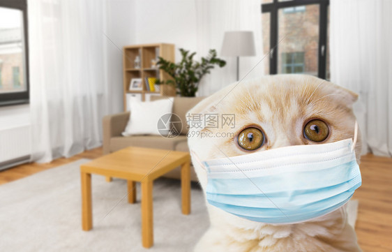 宠物,流行病病苏格兰折叠小猫戴着保护医疗面具家庭房间的背景苏格兰折叠小猫医学面具图片