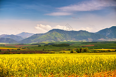 春天,黄色的科尔扎田野绿色的草地塔特拉斯山谷斯洛伐克农村场景盛开的春天景观图片