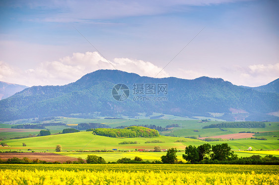 春天,黄色的科尔扎田野绿色的草地塔特拉斯山谷斯洛伐克农村场景盛开的春天景观图片