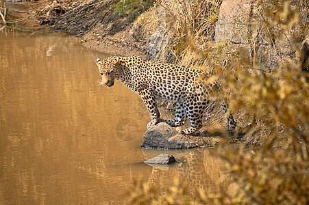 豹子南非的个水洞里炎热的阳光下寻找鱼图片