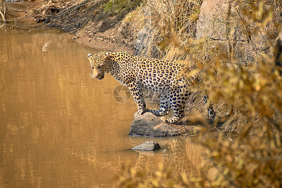 豹子南非的个水洞里炎热的阳光下寻找鱼图片