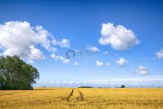 深夏的蓝天下,金色田野上有铁轨的景观图片