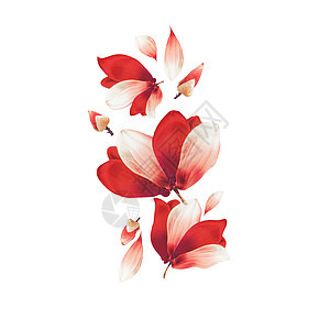 美丽的红花花瓣成,孤立白色的背景上创造的花卉布局飞花红色的花模式图片