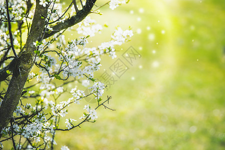 白色的樱花,花瓣飞舞,背景为草绿色春季自然图片