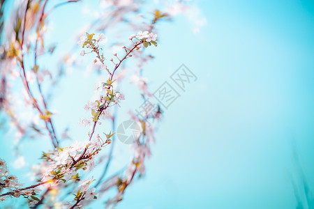 春天樱花枝蓝色背景与博克时间质图片