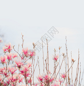 木兰可爱的粉红色盛开春天的自然春天开花了图片