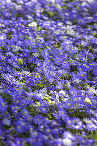 小雏菊背景春天盛开的蓝色雏菊背景