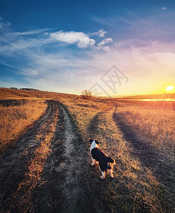 狗的目的,垂直射击怀疑小狗面前有条分裂的乡间道路,秋天的日落景象宠物来世,越野选择的方式田园乡村景观两条泥土图片