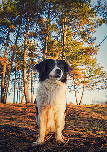 只可爱的边境牧羊犬大自然中的垂直肖像,松林背景上摆出严肃的表情美丽的景色,柔的,橙色的日落光束穿过树木图片