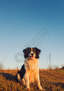 只微笑的边境牧羊犬的垂直肖像摆着快乐的姿势,张着嘴的表情,坐片干燥的草地上,清澈的蓝天下美丽的黄昏场景与宠物大自然图片