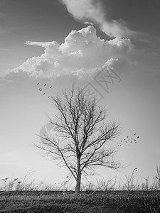 戏剧的黑白垂直照片,棵贫瘠的孤树秋天的草地上,群鸟飞走了场景,干燥死亡的自然,沉默孤独的情感图片