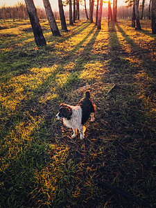 森林里散步的狗的垂直肖像美丽的日落景象,阳光穿过松树晚上树林里只可爱的宠物起图片