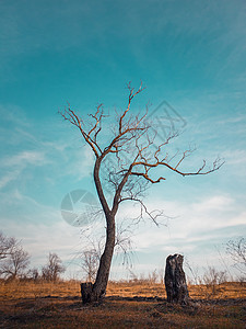 戏剧的场景,秋天草地上贫瘠的孤独的树田园诗般的场景,干燥而死的自然,沉默孤独的心情垂直方向射击图片