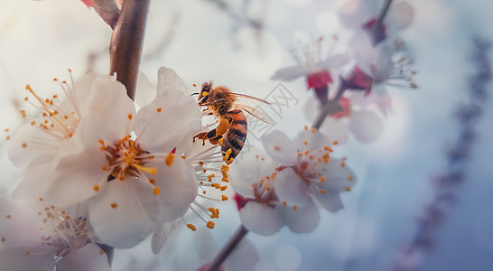 只勤劳的蜜蜂棵盛开的杏树上采集花蜜小的,黑色金色的,忙碌的蜜蜂开花的水果花中采摘花粉早春背景,自然觉醒图片