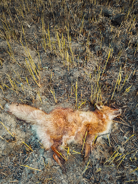 死狐因烟中,躺燃烧的地上装满了灰烬野火导致无助动物的死亡森林中的狩猎偷猎,全球变暖自然的影响图片