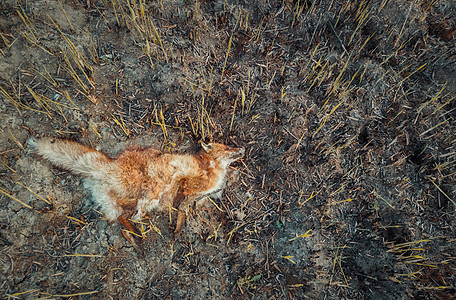 死狐因烟中,躺燃烧的地上装满了灰烬野火导致无助动物的死亡森林中的狩猎偷猎,全球变暖自然的影响背景图片
