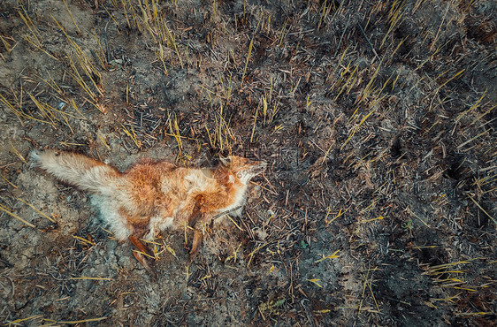 死狐因烟中,躺燃烧的地上装满了灰烬野火导致无助动物的死亡森林中的狩猎偷猎,全球变暖自然的影响图片