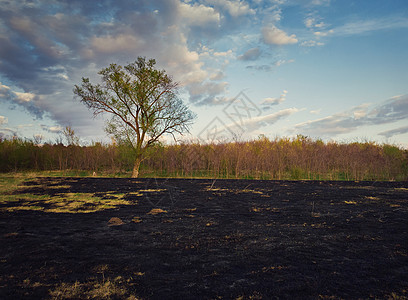 早春烧毁了森林附近片草地的植被草地火灾后地面上的暗灰危害野生动植物的自然灾害干旱季节的图片