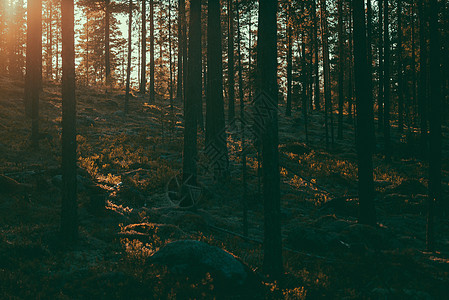 森林射线图片