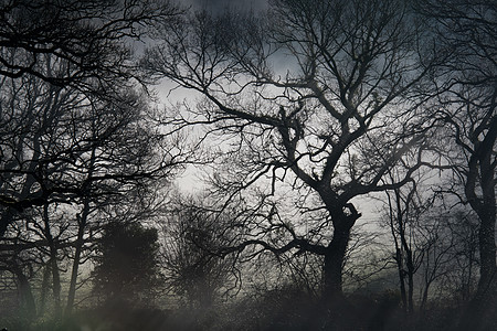 幽灵树的剪影图片
