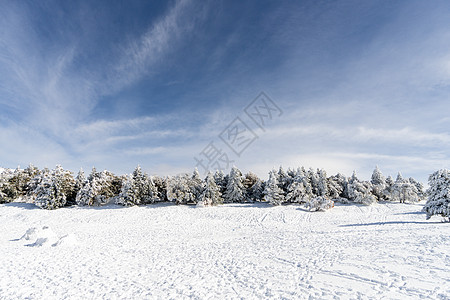 西牙,安达卢西亚,格拉纳达雪松树内华达山脉滑雪胜地的冬天,充满了雪旅行运动内华达山脉滑雪胜地的雪松树图片