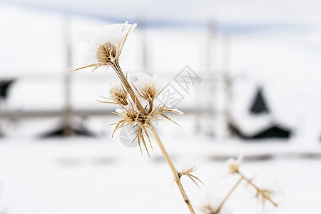 冬天,内华达山脉滑雪胜地的雪化植物,到处都雪旅行运动内华达山脉滑雪胜地的积雪植物图片