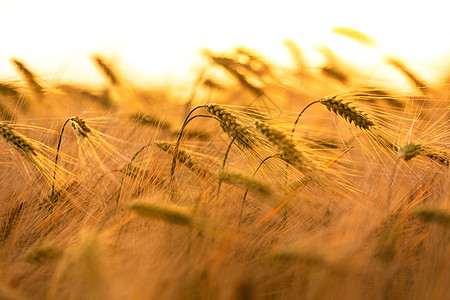 日落或日出时农场种植大麦作物的黄金田图片