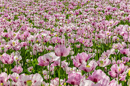 粉红色的花生长夏天的田野里图片