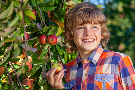 快乐微笑的男孩子苹果园摘苹果背景图片