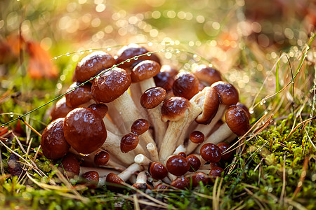雨中阳光明媚的森林里蜂蜜琼脂蘑菇蜂蜜真菌图片