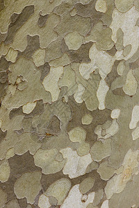 绿色斑点树皮纹理图片