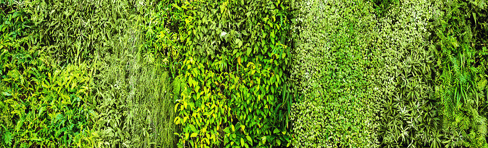 绿色的各种树蕨郁郁葱葱的植物墙上自然环境图片