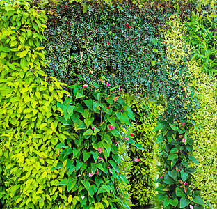 绿色的各种树蕨郁郁葱葱的植物墙上自然环境背景图片