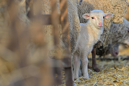 春天马厩里可爱的小羊羔图片
