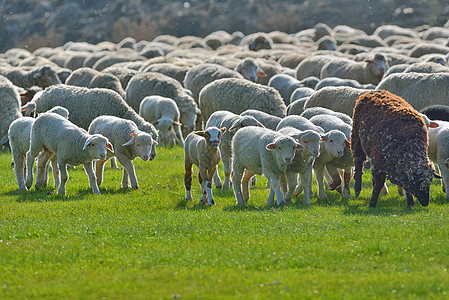 日落时田野上的羊群图片