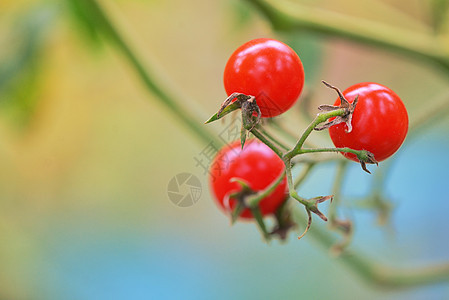 花园里红色成熟西红柿的枝条图片