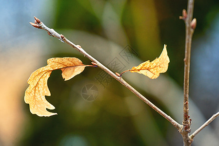 森林中的阴阳标志秋叶图片