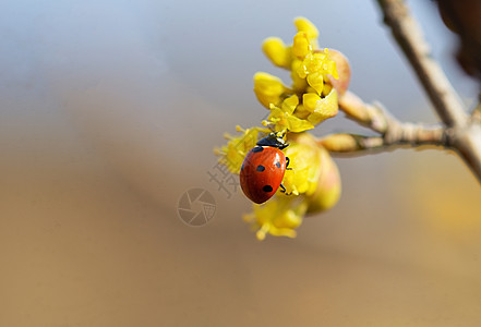 春花上瓢虫的细节图片