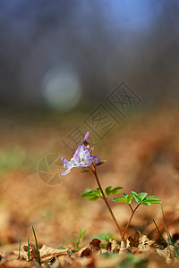 延胡索紫春花图片