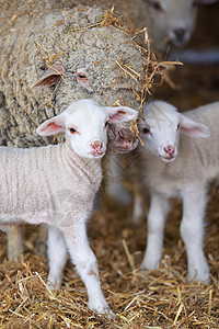绵羊羔羊春季稳定图片